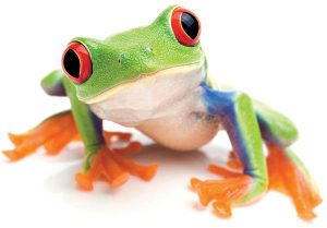 frog closeup on white